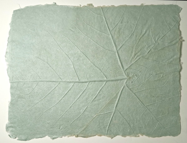 Sycamore incised into mulberry paper